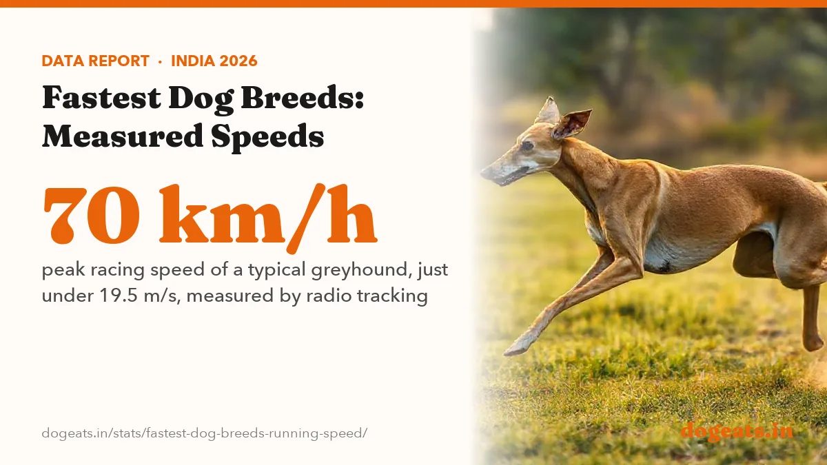 70 km/h peak racing speed of a typical greyhound, just under 19.5 m/s, measured by radio tracking