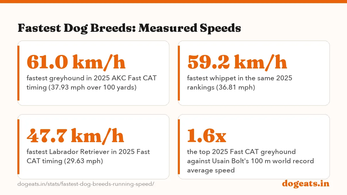 Fastest Dog Breeds: Measured Speeds: 70 km/h peak racing speed of a typical greyhound, just under 19.5 m/s, measured by radio tracking