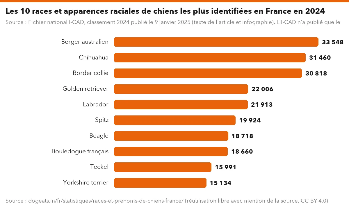 Les 10 races et apparences raciales de chiens les plus identifiées en France en 2024