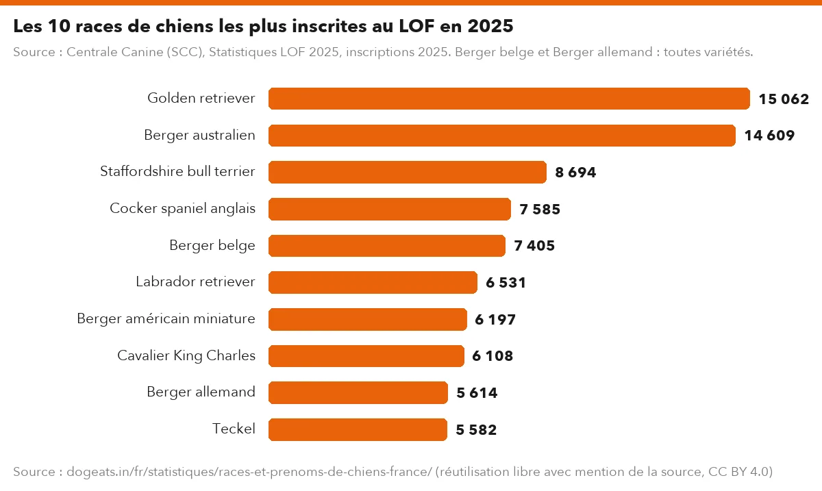 Les 10 races de chiens les plus inscrites au LOF en 2025