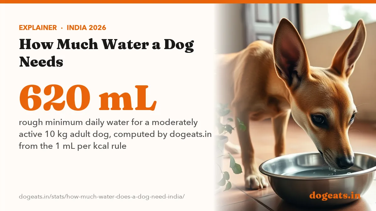 620 mL rough minimum daily water for a moderately active 10 kg adult dog, computed by dogeats.in from the 1 mL per kcal rule