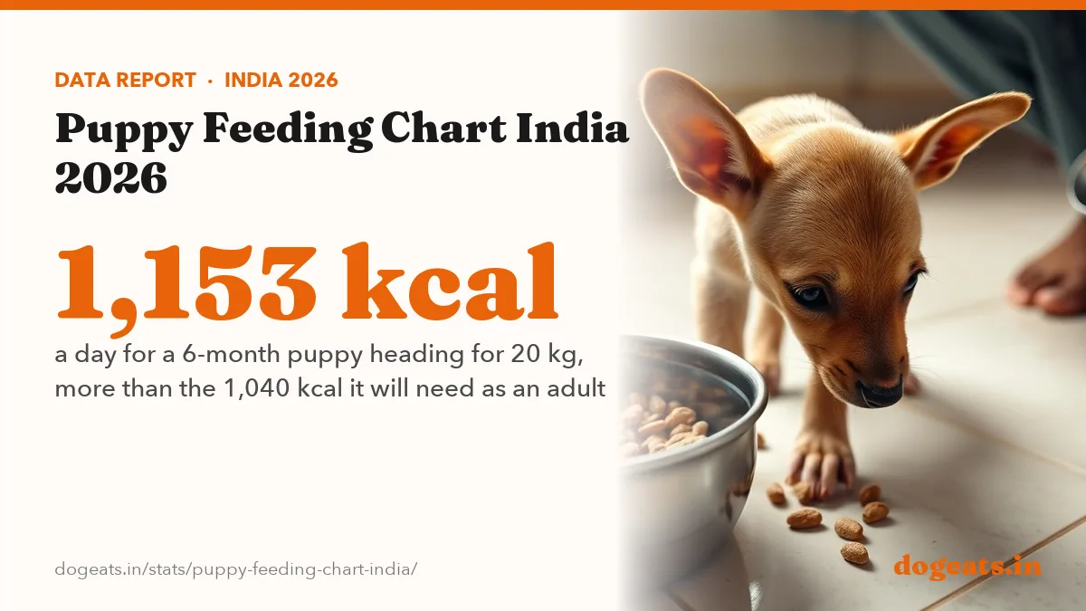1,153 kcal a day for a 6-month puppy heading for 20 kg, more than the 1,040 kcal it will need as an adult