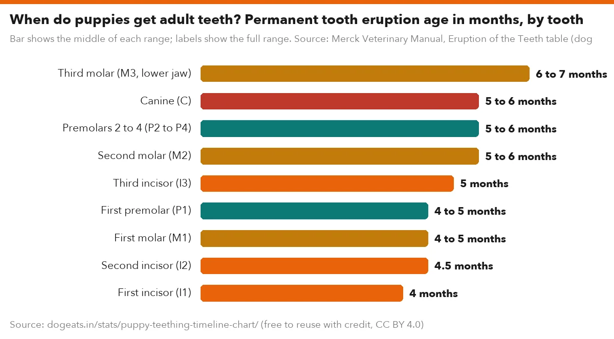 When do puppies get adult teeth? Permanent tooth eruption age in months, by tooth