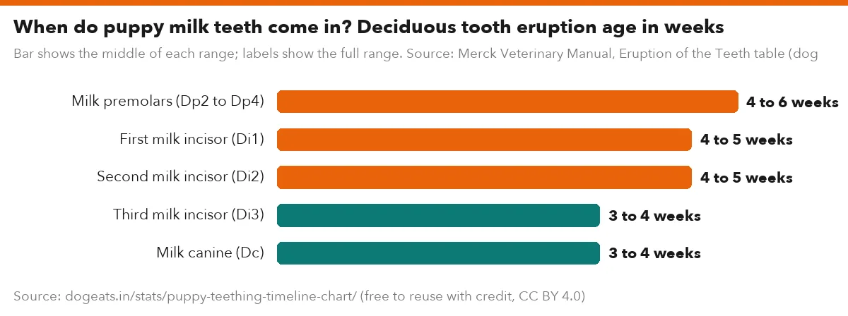 When do puppy milk teeth come in? Deciduous tooth eruption age in weeks