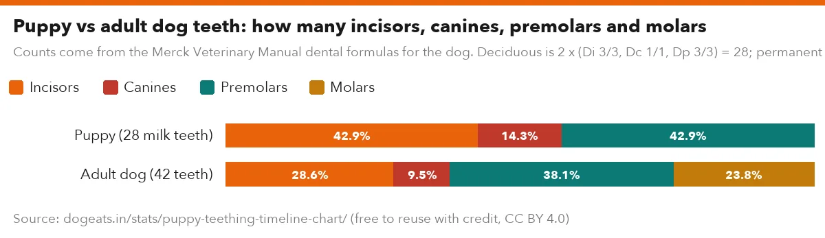 Puppy vs adult dog teeth: how many incisors, canines, premolars and molars