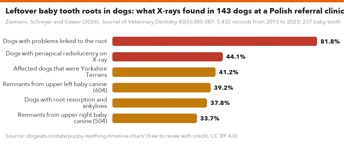 Leftover baby tooth roots in dogs: what X-rays found in 143 dogs at a Polish referral clinic