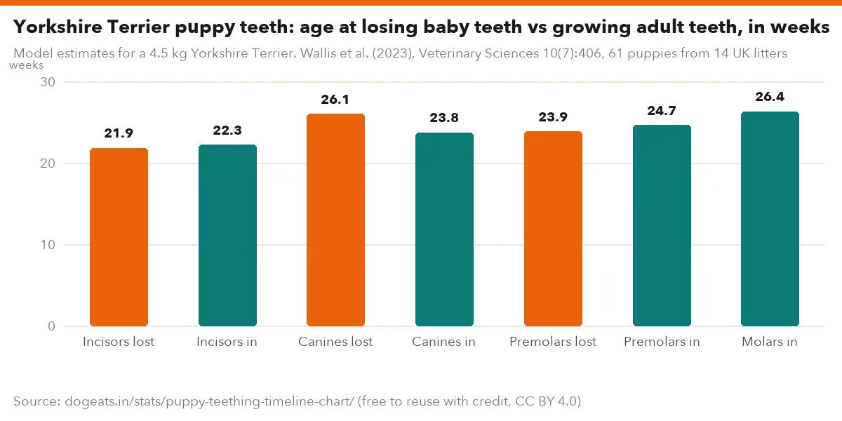 Yorkshire Terrier puppy teeth: age at losing baby teeth vs growing adult teeth, in weeks