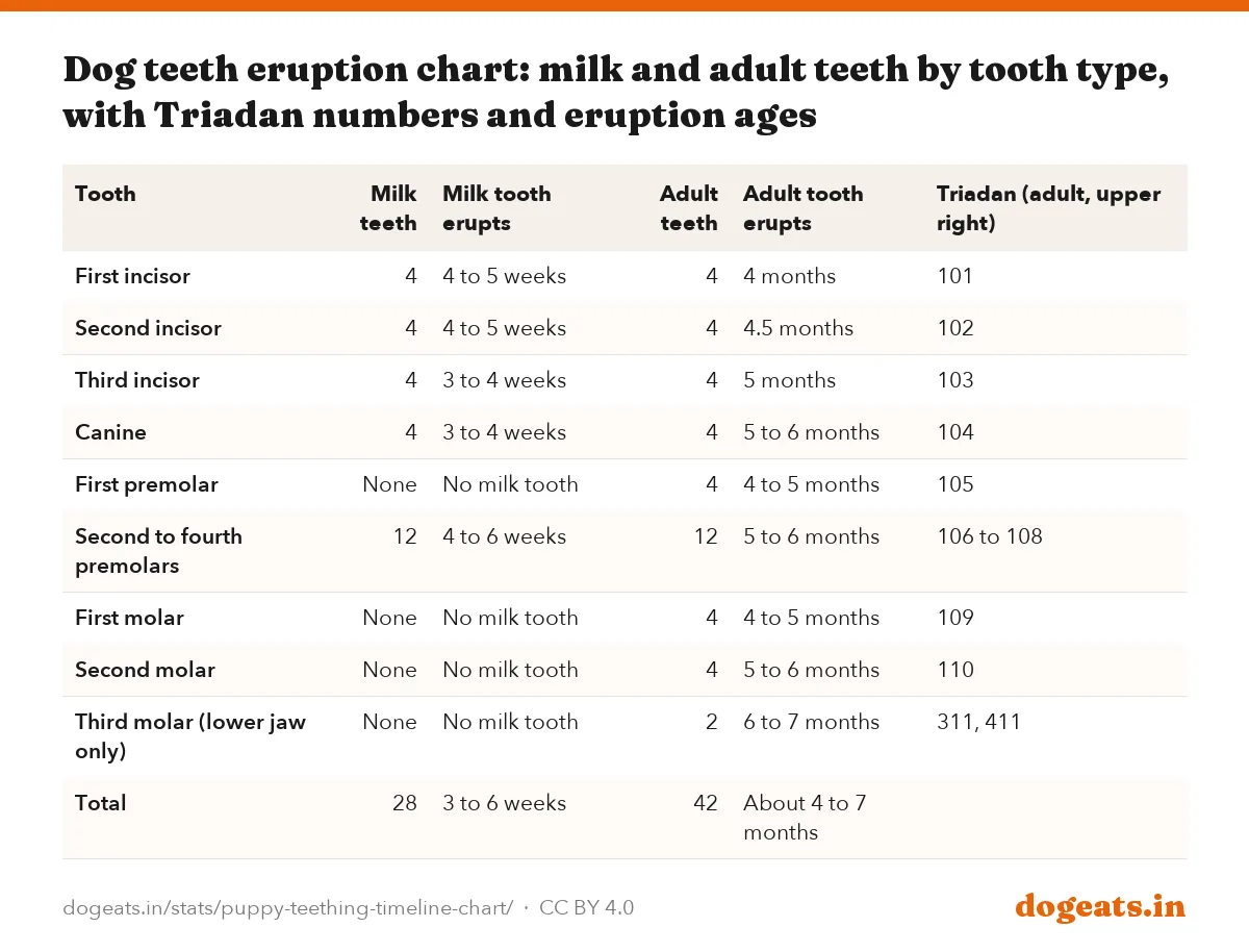 Dog teeth eruption chart: milk and adult teeth by tooth type, with Triadan numbers and eruption ages