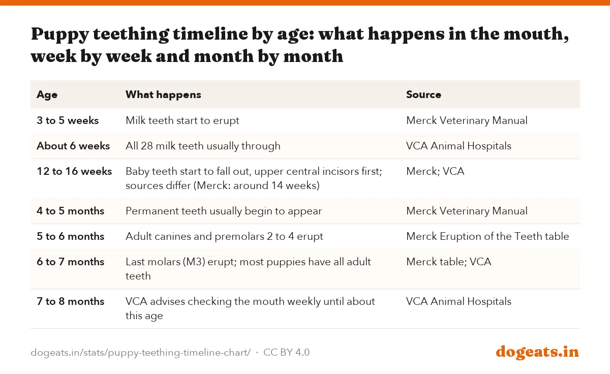 Puppy teething timeline by age: what happens in the mouth, week by week and month by month