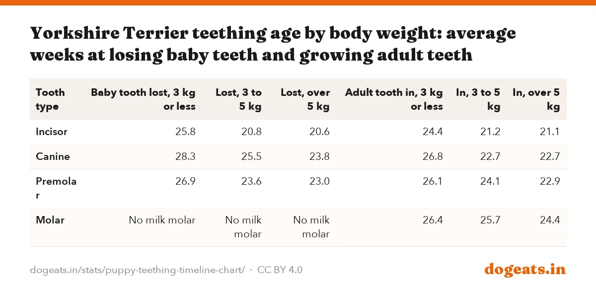 Yorkshire Terrier teething age by body weight: average weeks at losing baby teeth and growing adult teeth