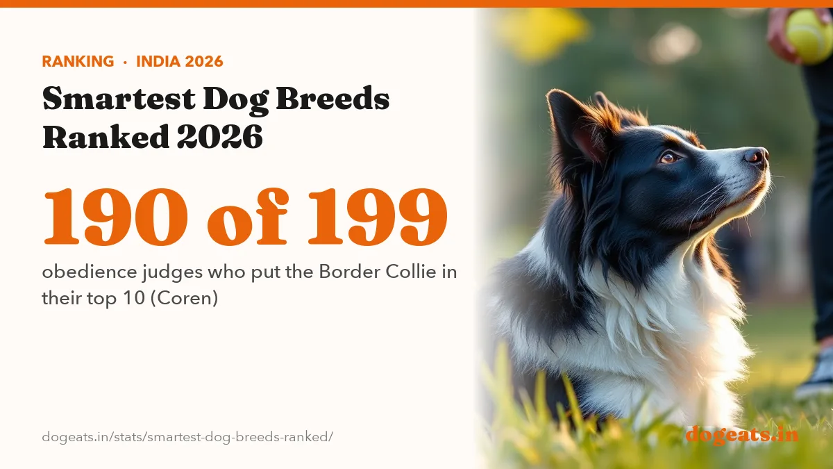 190 of 199 obedience judges who put the Border Collie in their top 10 (Coren)