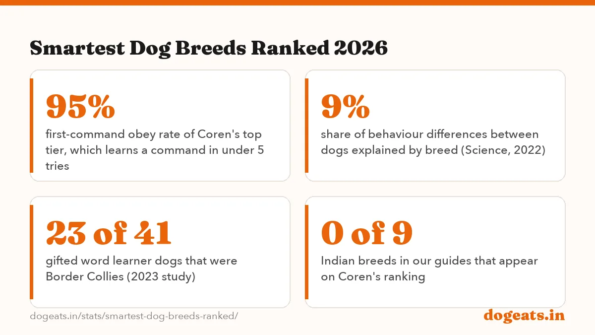 Smartest Dog Breeds Ranked 2026: 190 of 199 obedience judges who put the Border Collie in their top 10 (Coren)