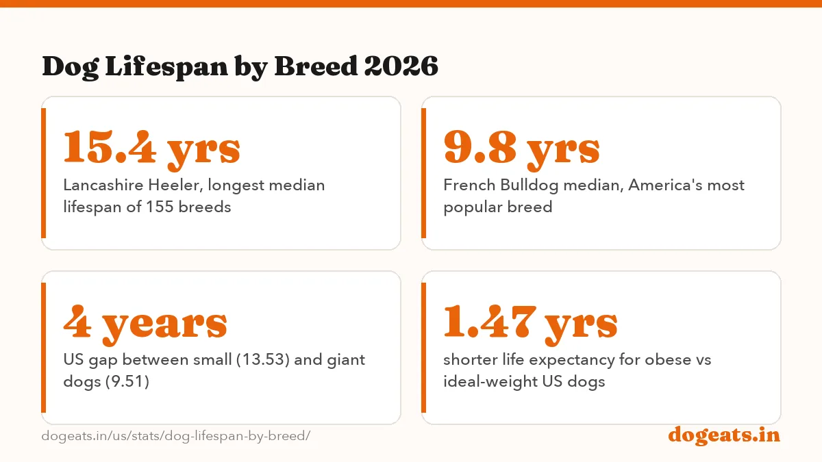 Dog Lifespan by Breed 2026: the numbers